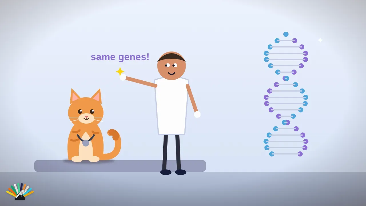 Cartoon: a cat with a stethoscope high-fives a doctor next to a DNA helix, 'same genes!'